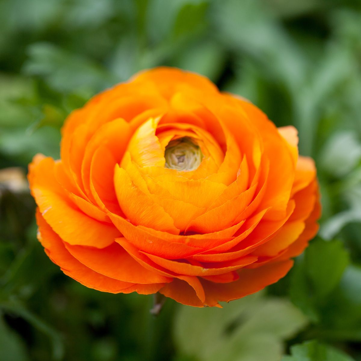 Ranunculus Primo Arancione Orange Corms Bulbs Growing Bonsai Roots Rhizomes Tubers Potted Planting Reblooming Fragrant Garden Species Blooms Flower Seeds Plant Gardening