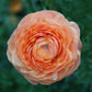 Primo Salmone Ranunculus  Corms Bulbs Growing Bonsai Roots Rhizomes Tubers Potted Planting Reblooming Fragrant Garden Species Blooms Flower Seeds Plant Gardening