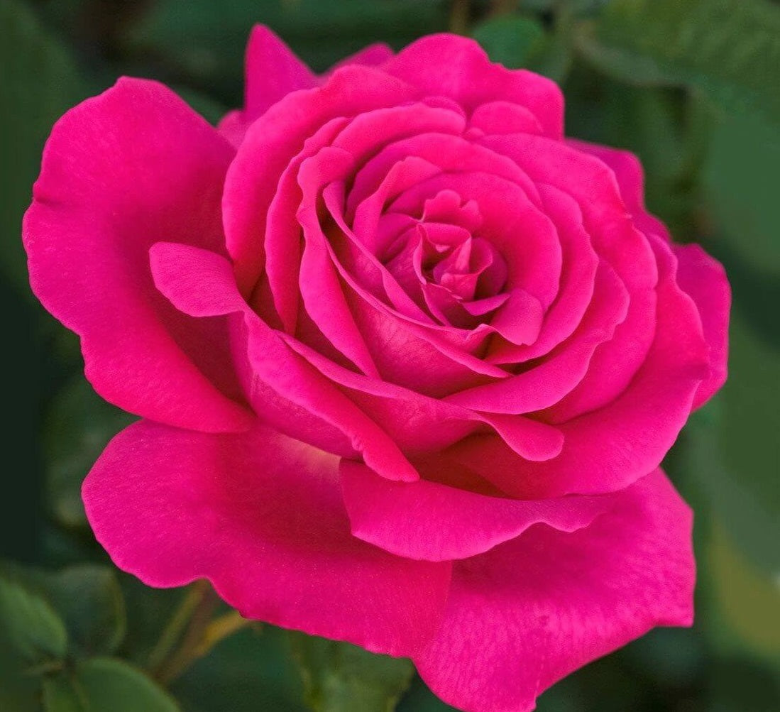 Blue Bush Rose Seedlings Flower Seeds Perennial Growing Bonsai Corms Tubers Potted Planting Reblooming Fragrant Garden Roots Rhizomes Species Blooms Plant Bulbs Gardening Tree