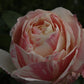 Billet Doux Rose Seedlings Flower Seeds Perennial Growing Bonsai Corms Tubers Potted Planting Reblooming Fragrant Garden Roots Rhizomes Species Blooms Plant Bulbs Gardening Tree