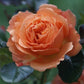 François Mauriac Rose Seedlings Flower Seeds Perennial Growing Bonsai Corms Tubers Potted Planting Reblooming Fragrant Garden Roots Rhizomes Species Blooms Plant Bulbs Gardening Tree