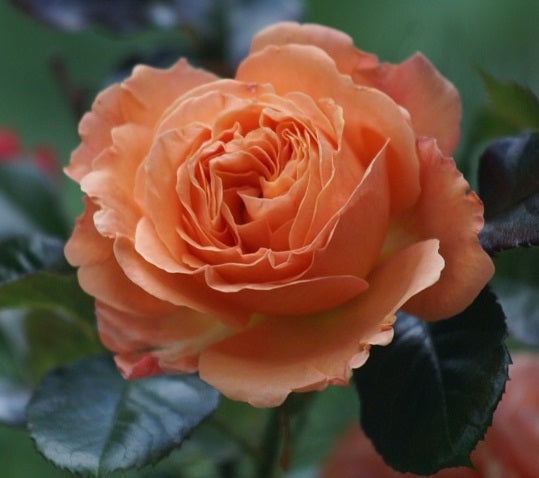 François Mauriac Rose Seedlings Flower Seeds Perennial Growing Bonsai Corms Tubers Potted Planting Reblooming Fragrant Garden Roots Rhizomes Species Blooms Plant Bulbs Gardening Tree