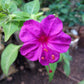 Salmon Sunset Four-OClock Flower Seeds