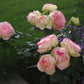 Biedermeier Rose Seedlings Flower Seeds Perennial Growing Bonsai Corms Tubers Potted Planting Reblooming Fragrant Garden Roots Rhizomes Species Blooms Plant Bulbs Gardening Tree