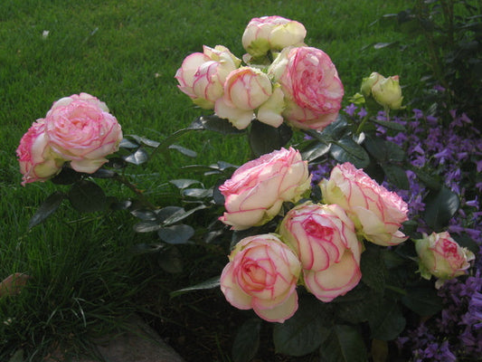 Biedermeier Rose Seedlings Flower Seeds Perennial Growing Bonsai Corms Tubers Potted Planting Reblooming Fragrant Garden Roots Rhizomes Species Blooms Plant Bulbs Gardening Tree