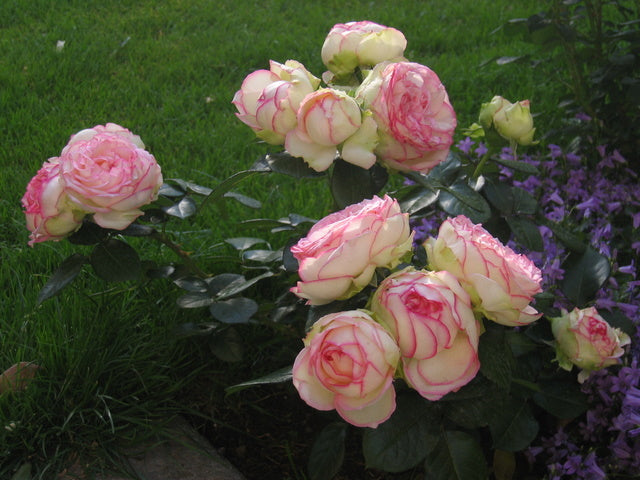 Biedermeier Rose Seedlings Flower Seeds Perennial Growing Bonsai Corms Tubers Potted Planting Reblooming Fragrant Garden Roots Rhizomes Species Blooms Plant Bulbs Gardening Tree