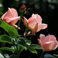 Aphrodite Rose Seedlings Flower Seeds Perennial Growing Bonsai Corms Tubers Potted Planting Reblooming Fragrant Garden Roots Rhizomes Species Blooms Plant Bulbs Gardening Tree
