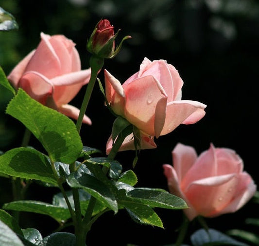 Aphrodite Rose Seedlings Flower Seeds Perennial Growing Bonsai Corms Tubers Potted Planting Reblooming Fragrant Garden Roots Rhizomes Species Blooms Plant Bulbs Gardening Tree