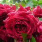 Dracula Rose Seedlings Flower Seeds Perennial Growing Bonsai Corms Tubers Potted Planting Reblooming Fragrant Garden Roots Rhizomes Species Blooms Plant Bulbs Gardening Tree