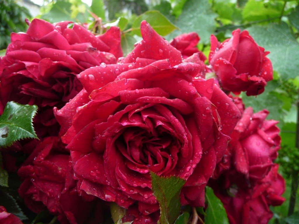 Dracula Rose Seedlings Flower Seeds Perennial Growing Bonsai Corms Tubers Potted Planting Reblooming Fragrant Garden Roots Rhizomes Species Blooms Plant Bulbs Gardening Tree