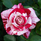 Scentimental Rose Seedlings Flower Seeds Perennial Growing Bonsai Corms Tubers Potted Planting Reblooming Fragrant Garden Roots Rhizomes Species Blooms Plant Bulbs Gardening Tree