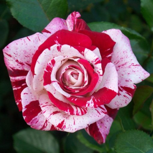 Scentimental Rose Seedlings Flower Seeds Perennial Growing Bonsai Corms Tubers Potted Planting Reblooming Fragrant Garden Roots Rhizomes Species Blooms Plant Bulbs Gardening Tree