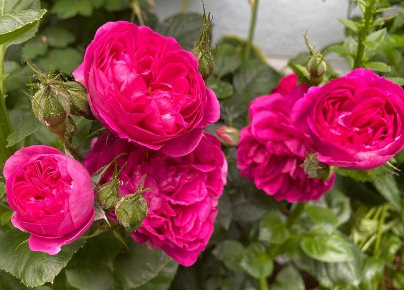 Charles Rose Plant Seedlings Flower Seeds Perennial Growing Bonsai Corms Tubers Potted Planting Reblooming Fragrant Garden Roots Rhizomes Species Blooms Bulbs Gardening Tree