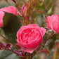 Allure Rose Seedlings Flower Seeds Perennial Growing Bonsai Corms Tubers Potted Planting Reblooming Fragrant Garden Roots Rhizomes Species Blooms Plant Bulbs Gardening Tree