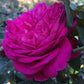 Salma Rose Seedlings Flower Seeds Perennial Growing Bonsai Corms Tubers Potted Planting Reblooming Fragrant Garden Roots Rhizomes Species Blooms Plant Bulbs Gardening Tree