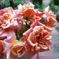 Aloha Rose Seedlings Flower Seeds Perennial Growing Bonsai Corms Tubers Potted Planting Reblooming Fragrant Garden Roots Rhizomes Species Blooms Plant Bulbs Gardening Tree