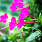 Salmon Sunset Four-OClock Flower Seeds