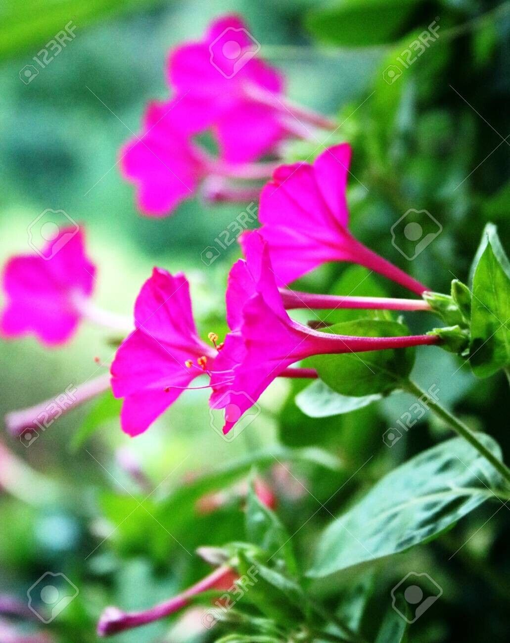 Salmon Sunset Four-OClock Flower Seeds