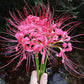 Beautiful Pink Lycoris Spider Lilies Bulbs Radiata Hurricane Lily Cluster Amayllis Growing Bonsai Roots Rhizomes Corms Tubers Potted Planting Reblooming Fragrant Garden Species Blooms Flower Seeds Plant Gardening