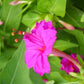 Salmon Sunset Four-OClock Flower Seeds