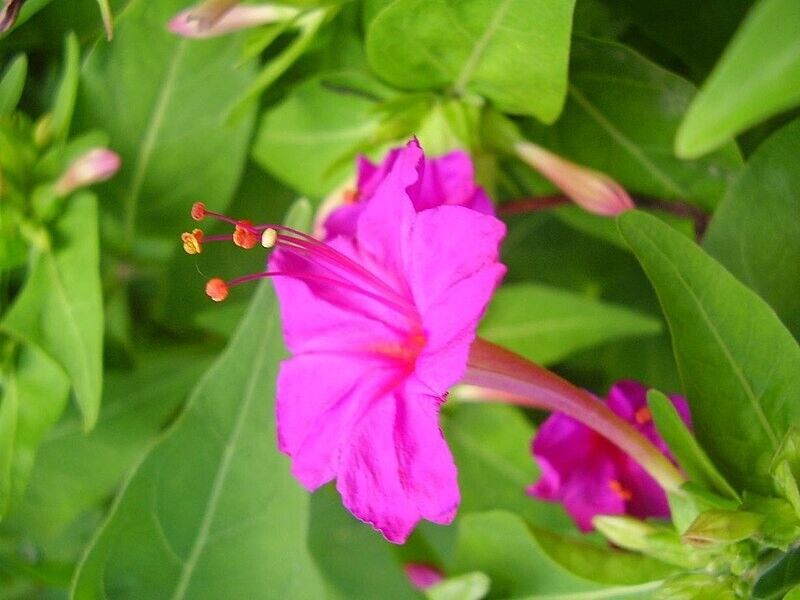 Salmon Sunset Four-OClock Flower Seeds