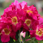 Sinne Rose Seedlings Flower Seeds Perennial Growing Bonsai Corms Tubers Potted Planting Reblooming Fragrant Garden Roots Rhizomes Species Blooms Plant Bulbs Gardening Tree