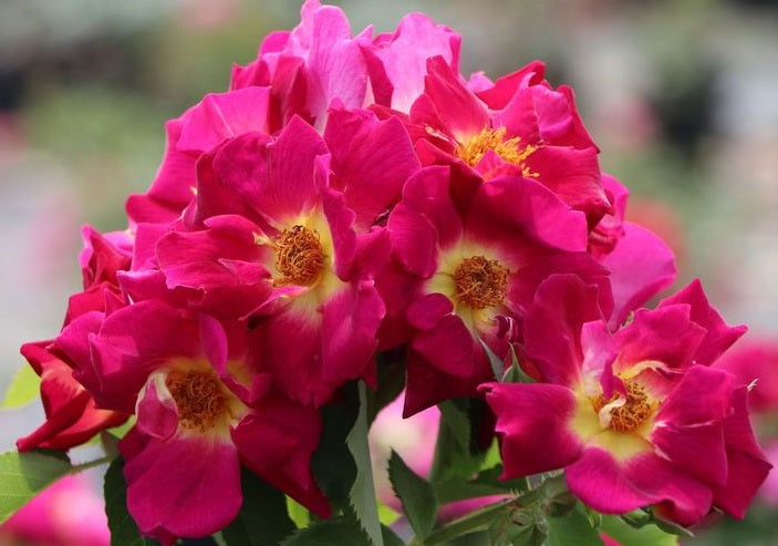 Sinne Rose Seedlings Flower Seeds Perennial Growing Bonsai Corms Tubers Potted Planting Reblooming Fragrant Garden Roots Rhizomes Species Blooms Plant Bulbs Gardening Tree