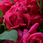 Pomerol Rose Seedlings Flower Seeds Perennial Growing Bonsai Corms Tubers Potted Planting Reblooming Fragrant Garden Roots Rhizomes Species Blooms Plant Bulbs Gardening Tree
