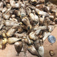 Single Mix Freesia Bulbs Growing Bonsai Roots Rhizomes Corms Tubers Potted Planting Reblooming Fragrant Garden Species Blooms Flower Seeds Plant Gardening