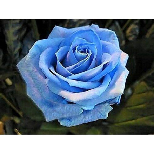 Blue Rose Seedlings Flower Seeds Perennial Growing Bonsai Corms Tubers Potted Planting Reblooming Fragrant Garden Roots Rhizomes Species Blooms Plant Bulbs Gardening Tree
