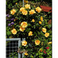 Eyeconic Rose Seedlings Flower Seeds Perennial Growing Bonsai Corms Tubers Potted Planting Reblooming Fragrant Garden Roots Rhizomes Species Blooms Plant Bulbs Gardening Tree