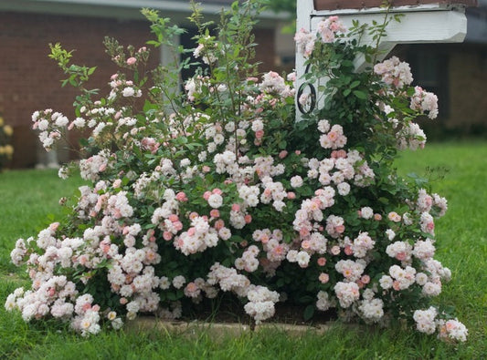 Brise Parfum Rose Seedlings Flower Seeds Perennial Growing Bonsai Corms Tubers Potted Planting Reblooming Fragrant Garden Roots Rhizomes Species Blooms Plant Bulbs Gardening Tree