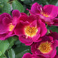 Sinne Rose Seedlings Flower Seeds Perennial Growing Bonsai Corms Tubers Potted Planting Reblooming Fragrant Garden Roots Rhizomes Species Blooms Plant Bulbs Gardening Tree