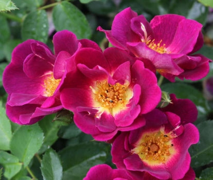 Sinne Rose Seedlings Flower Seeds Perennial Growing Bonsai Corms Tubers Potted Planting Reblooming Fragrant Garden Roots Rhizomes Species Blooms Plant Bulbs Gardening Tree