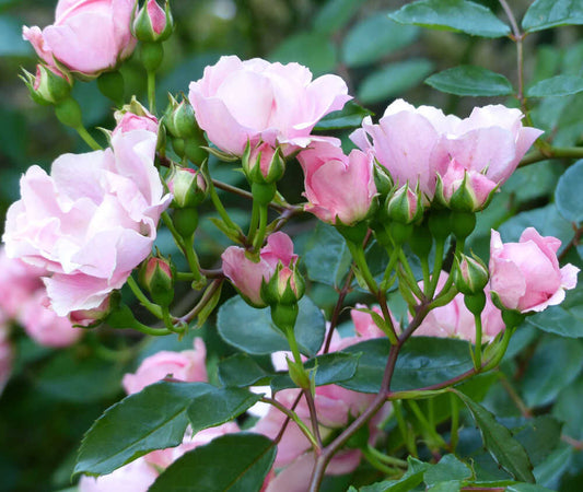 Berenice Rose Seedlings Flower Seeds Perennial Growing Bonsai Corms Tubers Potted Planting Reblooming Fragrant Garden Roots Rhizomes Species Blooms Plant Bulbs Gardening Tree