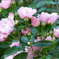 Berenice Rose Seedlings Flower Seeds Perennial Growing Bonsai Corms Tubers Potted Planting Reblooming Fragrant Garden Roots Rhizomes Species Blooms Plant Bulbs Gardening Tree
