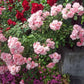 Berenice Rose Seedlings Flower Seeds Perennial Growing Bonsai Corms Tubers Potted Planting Reblooming Fragrant Garden Roots Rhizomes Species Blooms Plant Bulbs Gardening Tree
