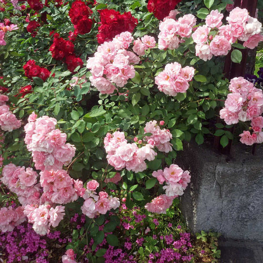 Berenice Rose Seedlings Flower Seeds Perennial Growing Bonsai Corms Tubers Potted Planting Reblooming Fragrant Garden Roots Rhizomes Species Blooms Plant Bulbs Gardening Tree