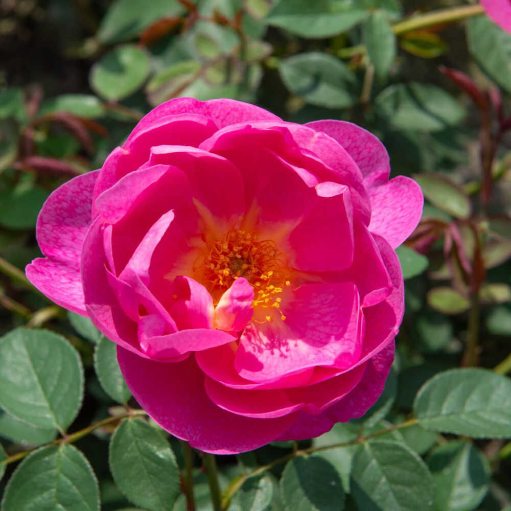 Royal jubile Rose Seedlings Flower Seeds Perennial Growing Bonsai Corms Tubers Potted Planting Reblooming Fragrant Garden Roots Rhizomes Species Blooms Plant Bulbs Gardening Tree