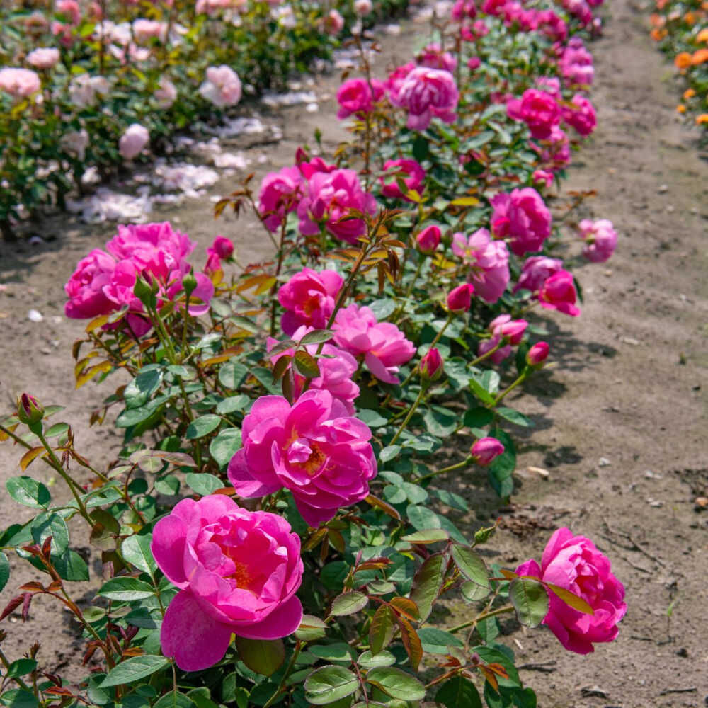 Royal jubile Rose Seedlings Flower Seeds Perennial Growing Bonsai Corms Tubers Potted Planting Reblooming Fragrant Garden Roots Rhizomes Species Blooms Plant Bulbs Gardening Tree