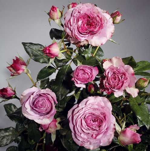 Blue Orkan Rose Seedlings Flower Seeds Perennial Growing Bonsai Corms Tubers Potted Planting Reblooming Fragrant Garden Roots Rhizomes Species Blooms Plant Bulbs Gardening Tree