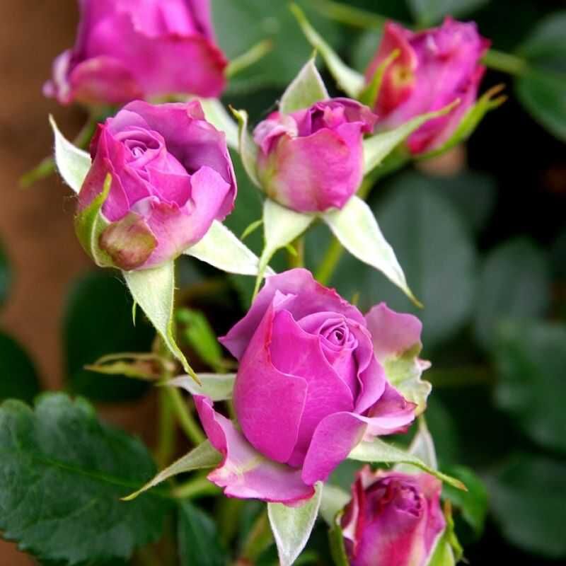 Blue Orkan Rose Seedlings Flower Seeds Perennial Growing Bonsai Corms Tubers Potted Planting Reblooming Fragrant Garden Roots Rhizomes Species Blooms Plant Bulbs Gardening Tree