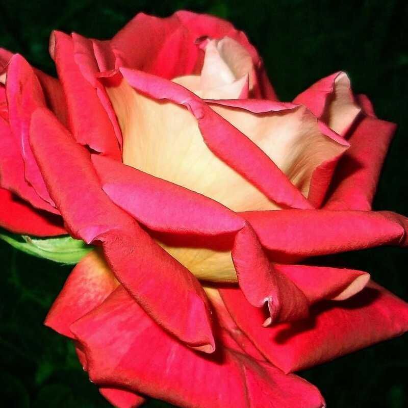 cleopatra Rose Seedlings Flower Seeds Perennial Growing Bonsai Corms Tubers Potted Planting Reblooming Fragrant Garden Roots Rhizomes Species Blooms Plant Bulbs Gardening Tree