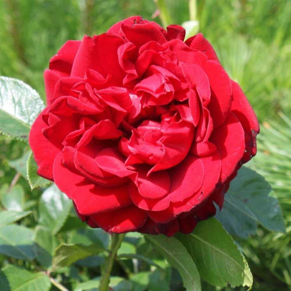 Santa Monica Rose Seedlings Flower Seeds Perennial Growing Bonsai Corms Tubers Potted Planting Reblooming Fragrant Garden Roots Rhizomes Species Blooms Plant Bulbs Gardening Tree