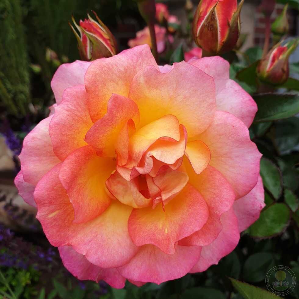 Dekora Rose Seedlings Flower Seeds Perennial Growing Bonsai Corms Tubers Potted Planting Reblooming Fragrant Garden Roots Rhizomes Species Blooms Plant Bulbs Gardening Tree