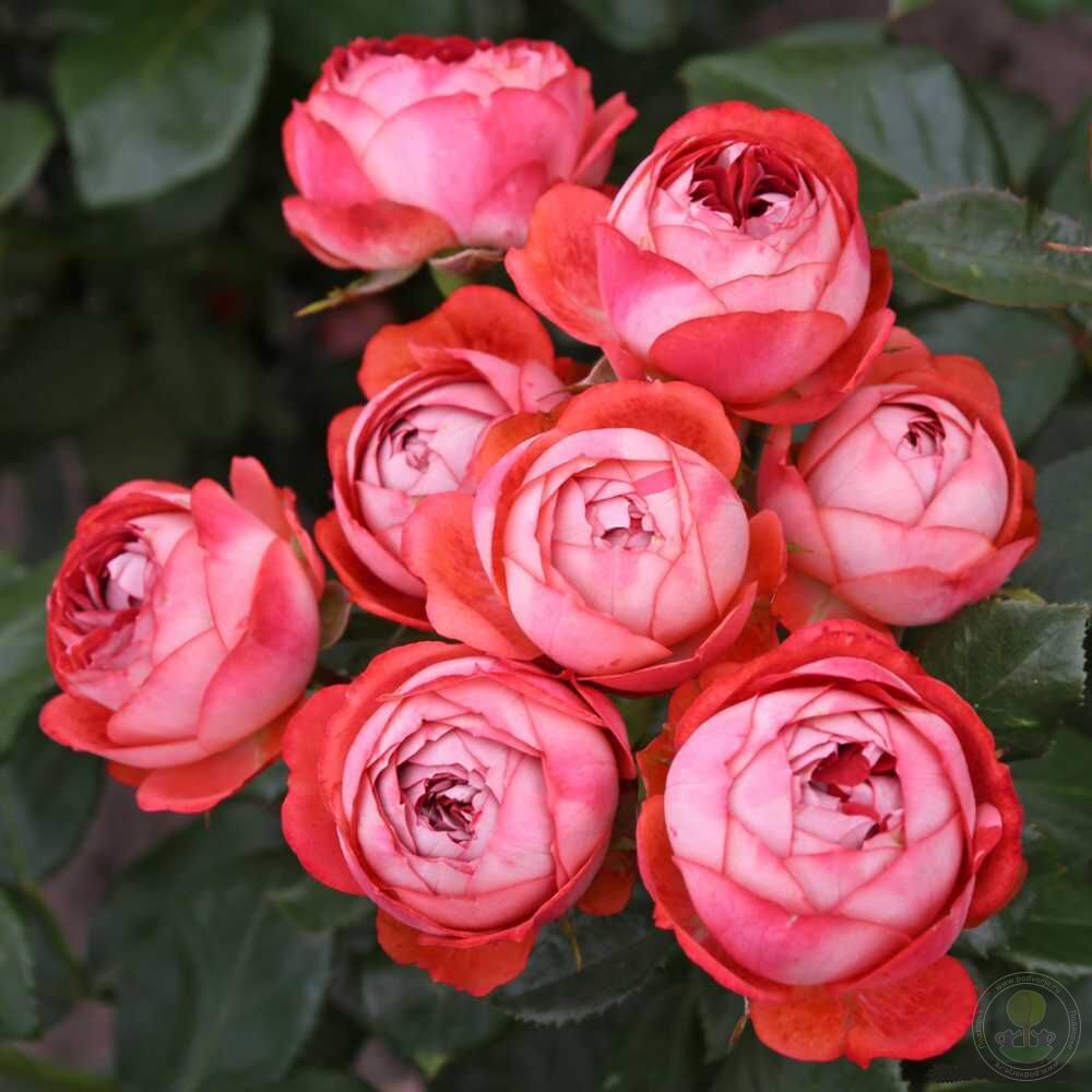 Count of Pompeii Rose Seedlings Flower Seeds Perennial Growing Bonsai Corms Tubers Potted Planting Reblooming Fragrant Garden Roots Rhizomes Species Blooms Plant Bulbs Gardening Tree