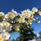 Silhouette natura Rose Seedlings Flower Seeds Perennial Growing Bonsai Corms Tubers Potted Planting Reblooming Fragrant Garden Roots Rhizomes Species Blooms Plant Bulbs Gardening Tree