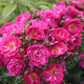 Silhouette perfiumi Rose Plant Seedlings Flower Seeds Perennial Growing Bonsai Corms Tubers Potted Planting Reblooming Fragrant Garden Roots Rhizomes Species Blooms Bulbs Gardening Tree