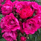 Silhouette perfiumi Rose Plant Seedlings Flower Seeds Perennial Growing Bonsai Corms Tubers Potted Planting Reblooming Fragrant Garden Roots Rhizomes Species Blooms Bulbs Gardening Tree