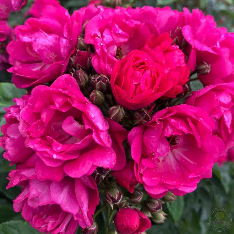 Silhouette perfiumi Rose Plant Seedlings Flower Seeds Perennial Growing Bonsai Corms Tubers Potted Planting Reblooming Fragrant Garden Roots Rhizomes Species Blooms Bulbs Gardening Tree